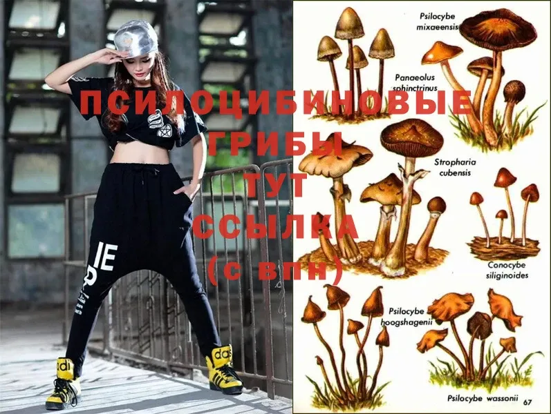 Галлюциногенные грибы Psilocybe  Елизово 